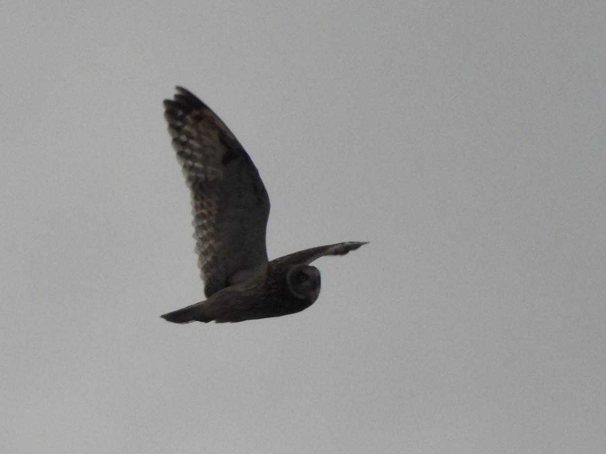 Short-eared Owl - ML645090992