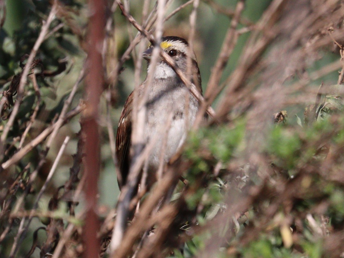 White-throated Sparrow - ML645090997