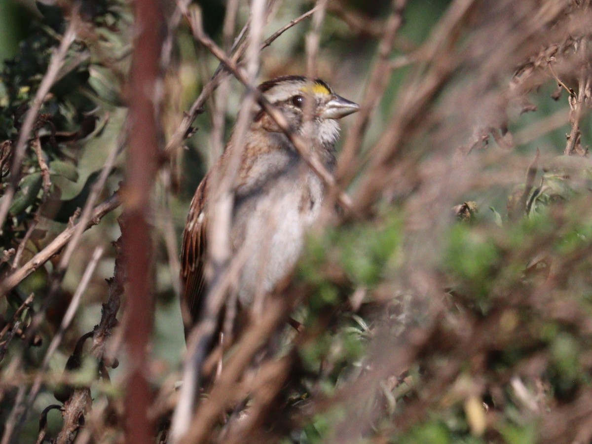 White-throated Sparrow - ML645090998