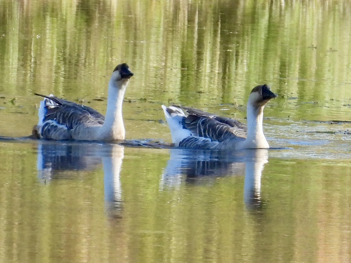 husa labutí (domestikovaná) - ML645090999