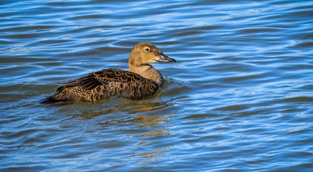 King Eider - ML645091008