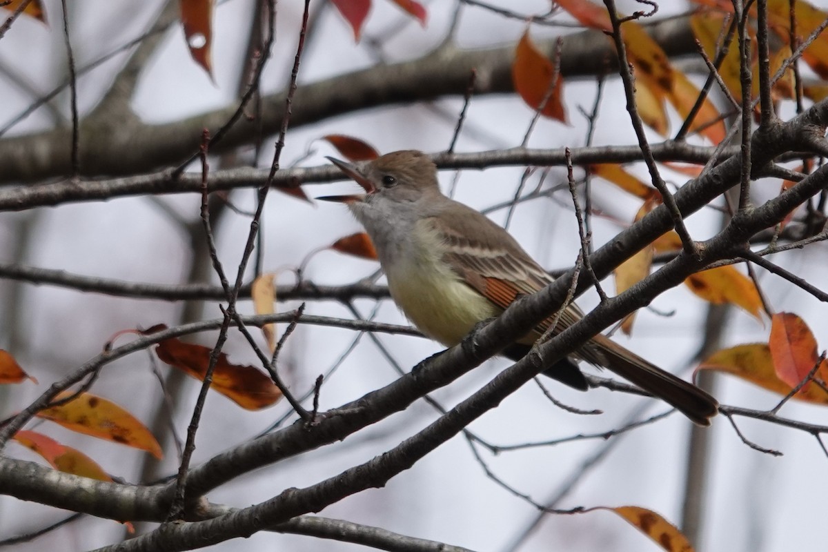 Ash-throated Flycatcher - ML645091024