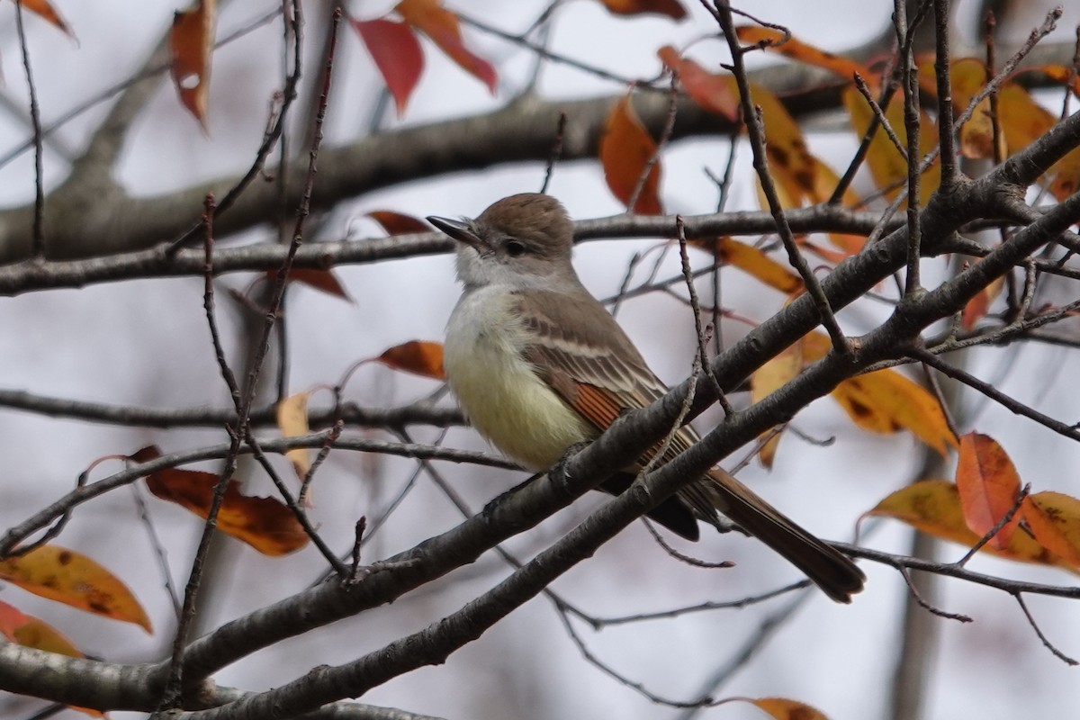 Ash-throated Flycatcher - ML645091025
