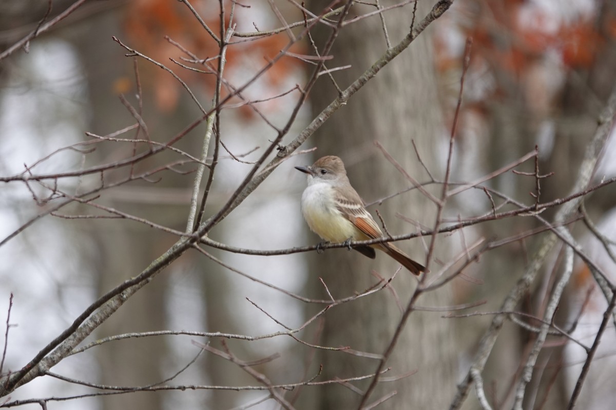 Ash-throated Flycatcher - ML645091026