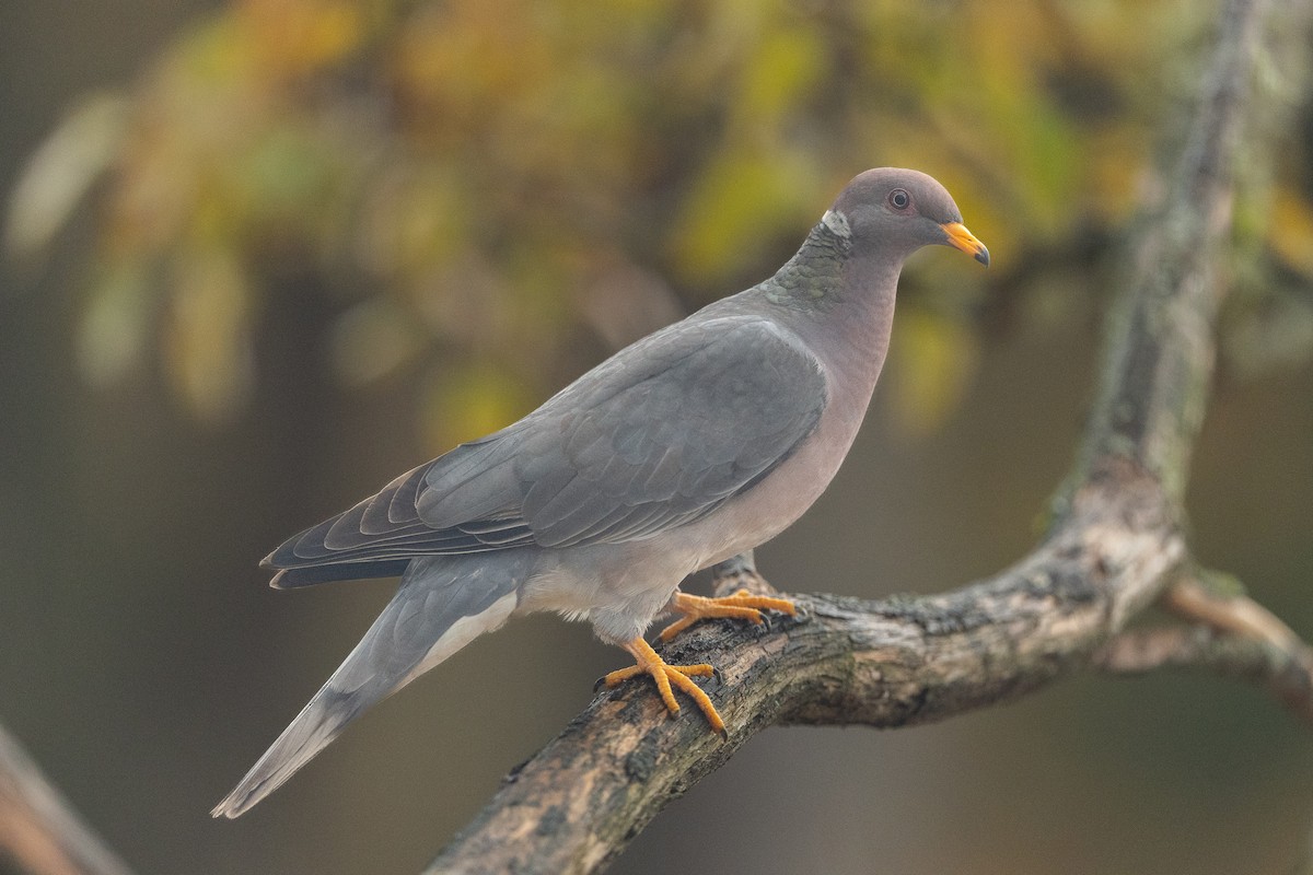 Band-tailed Pigeon - ML645091027