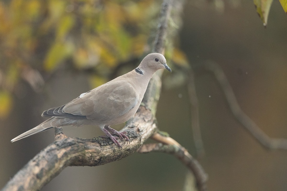 Eurasian Collared-Dove - ML645091029