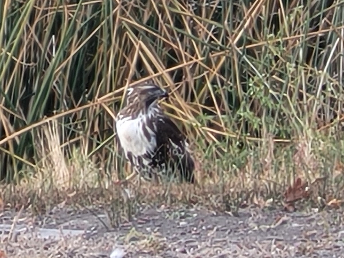 タカ科 - ML645091036