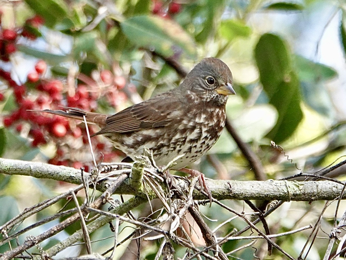 strnadec kaštanový - ML645091057