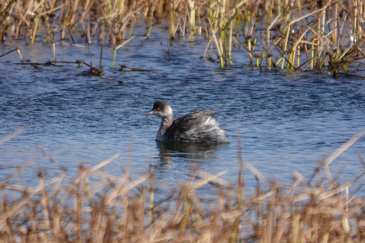 potápka černokrká - ML645091077