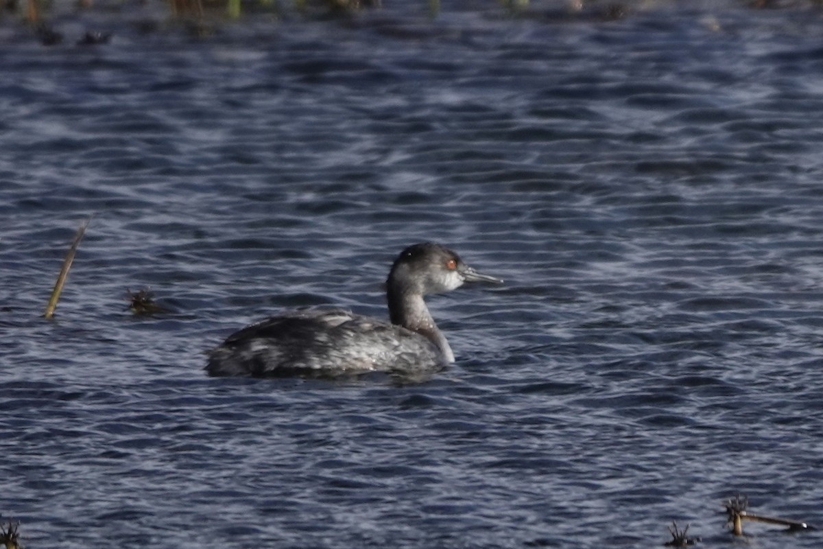 potápka černokrká - ML645091089