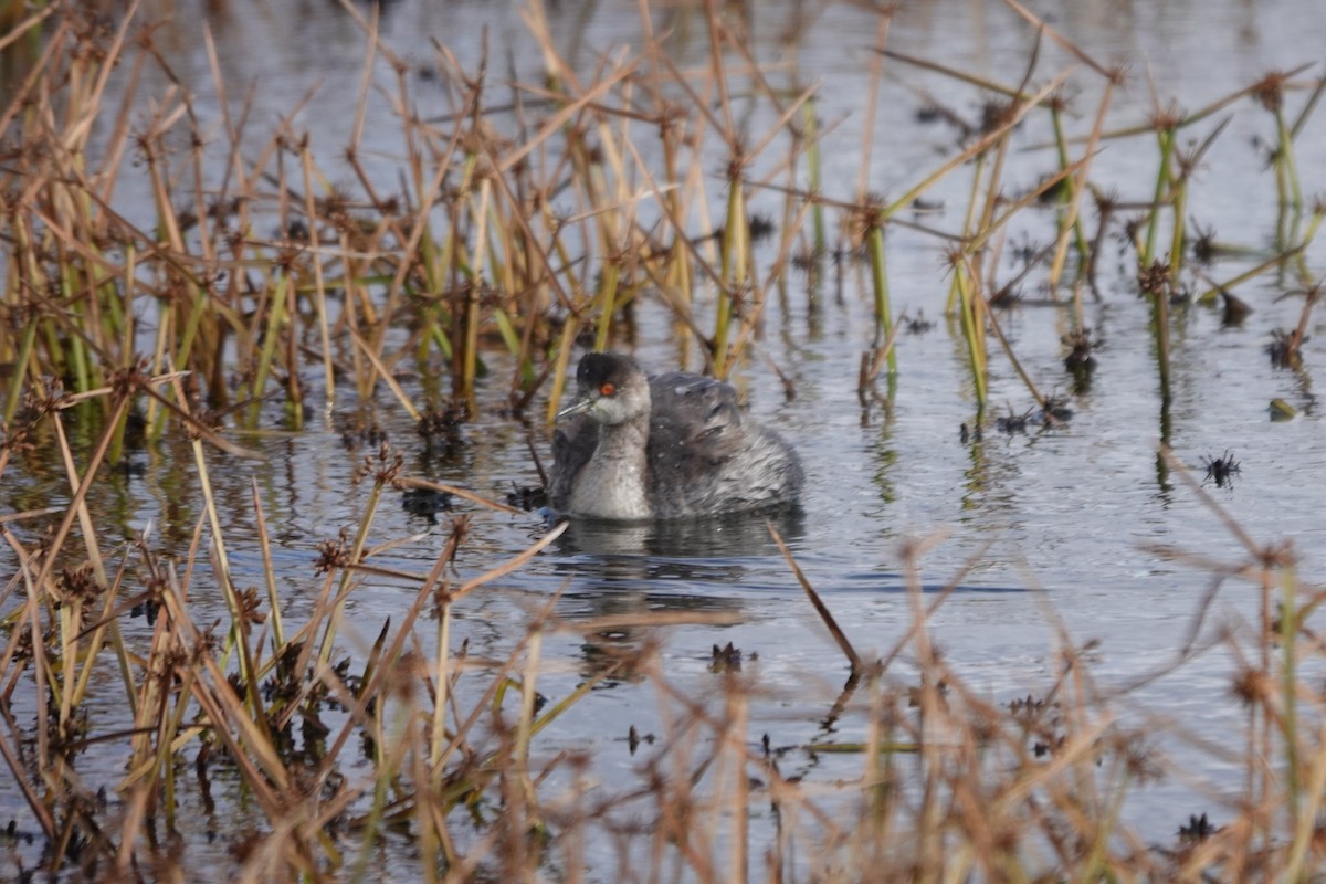 potápka černokrká - ML645091092