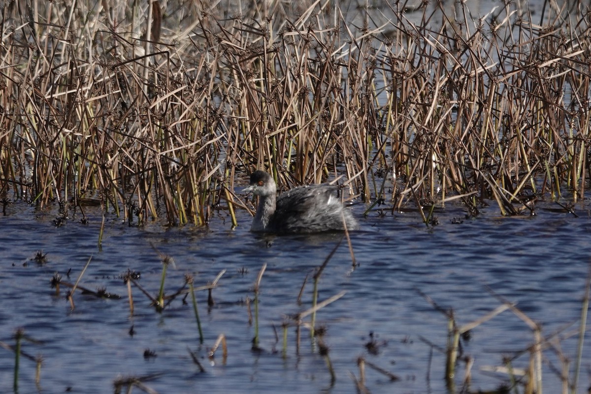 potápka černokrká - ML645091103
