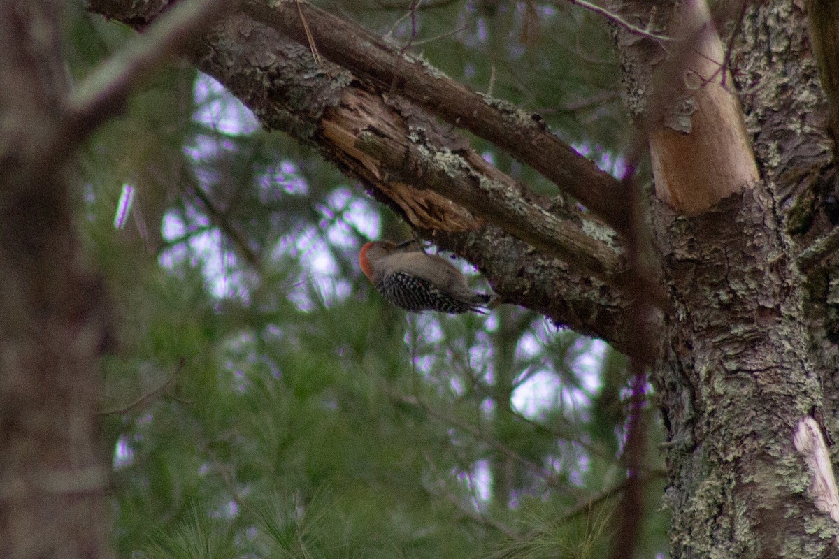Red-bellied Woodpecker - ML645091114