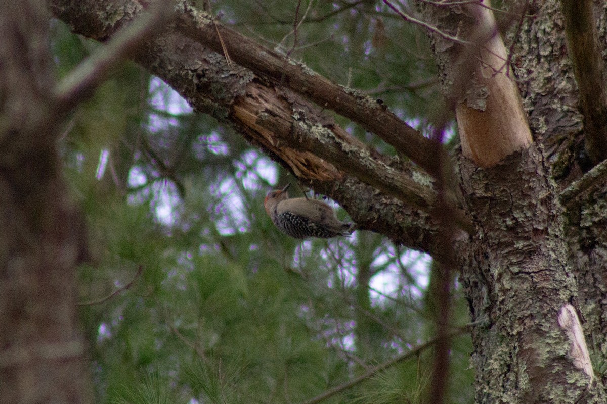 Red-bellied Woodpecker - ML645091115