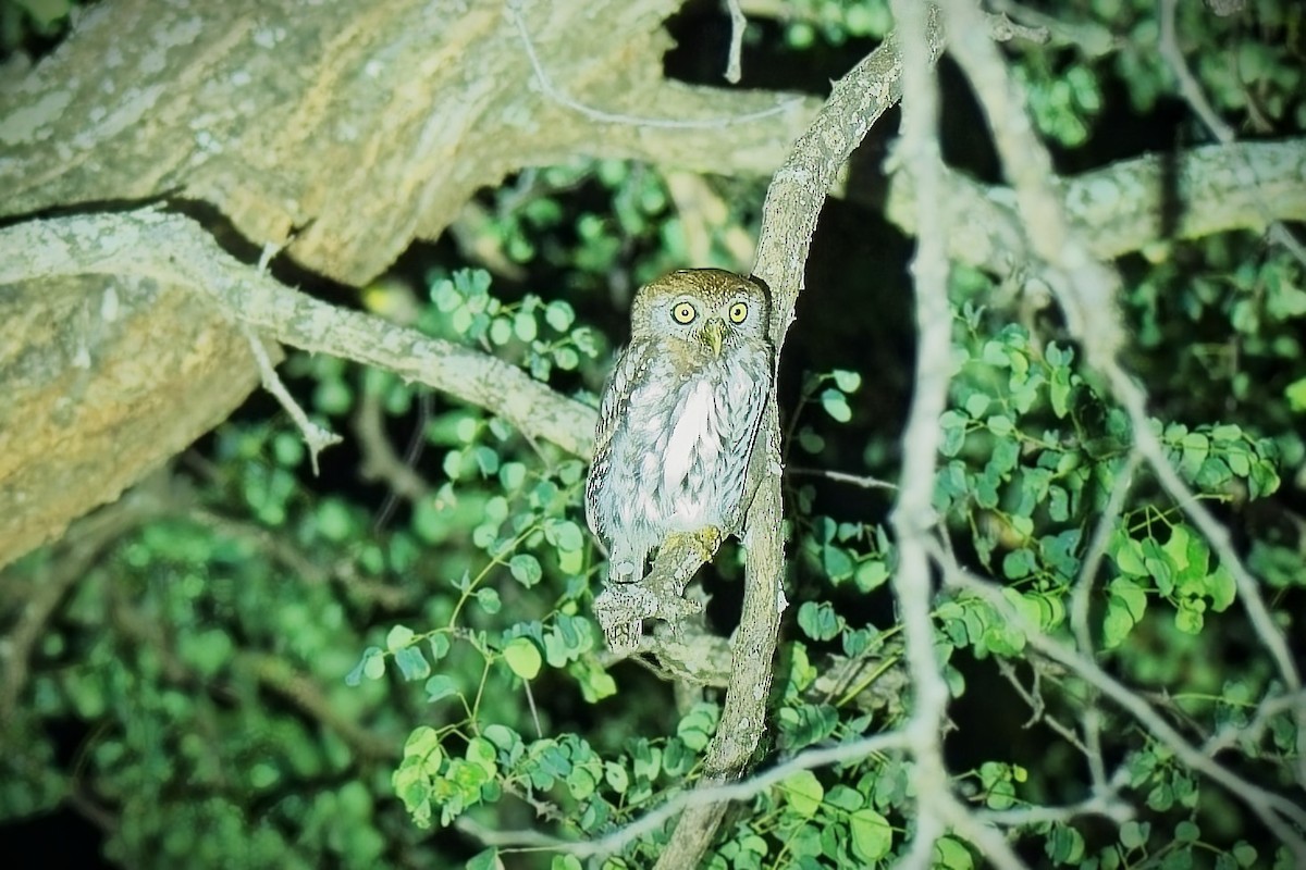 Pearl-spotted Owlet - ML645091116