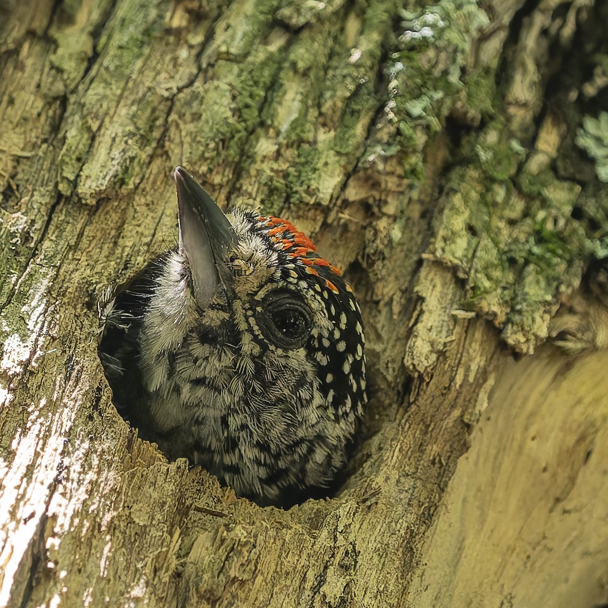 Carpinterito Variable - ML645091126