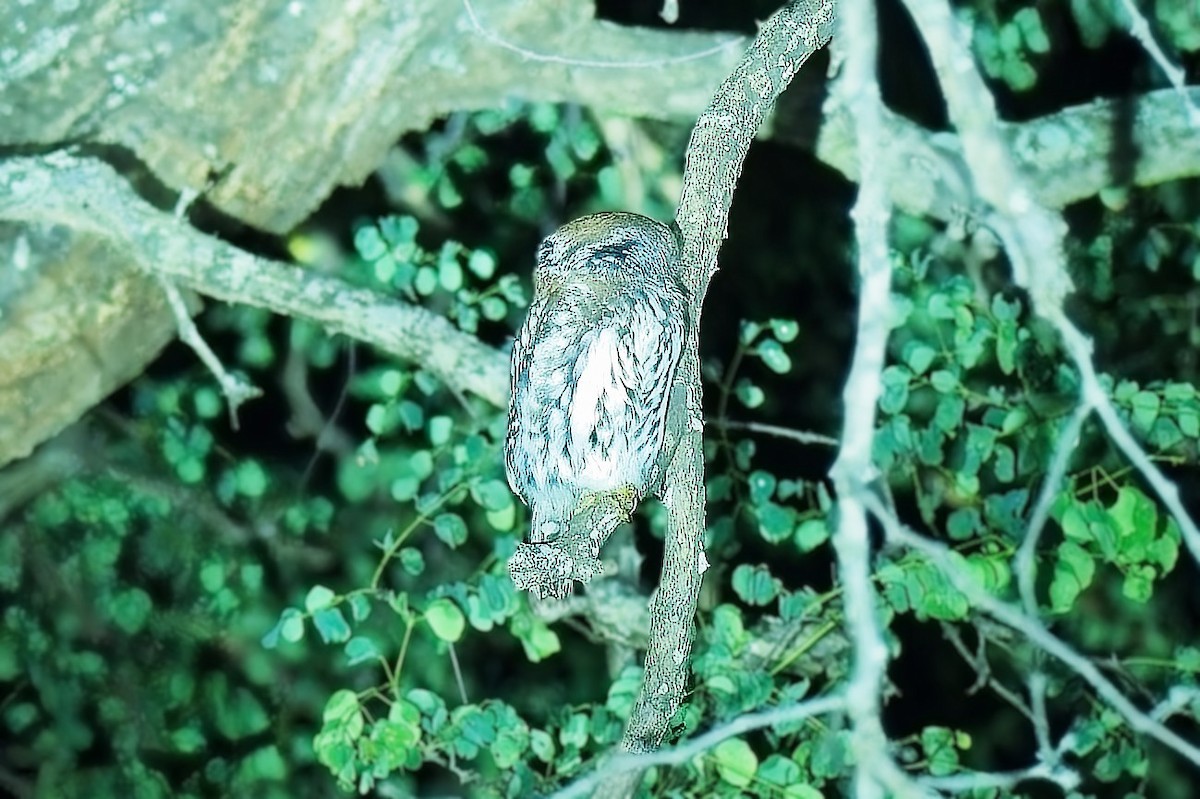 Pearl-spotted Owlet - ML645091127