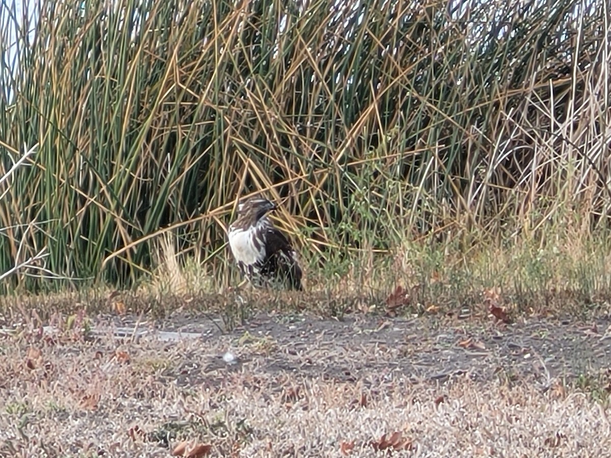 タカ科 - ML645091130