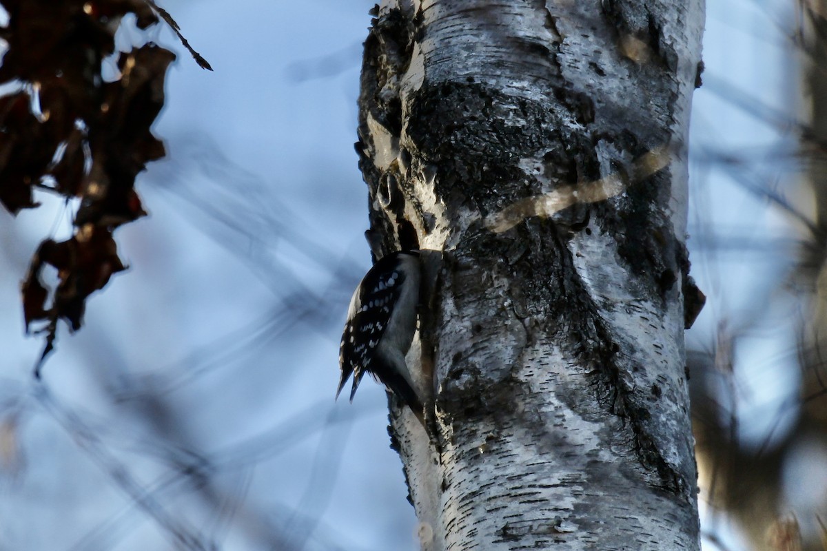 Downy Woodpecker (Eastern) - ML645091134