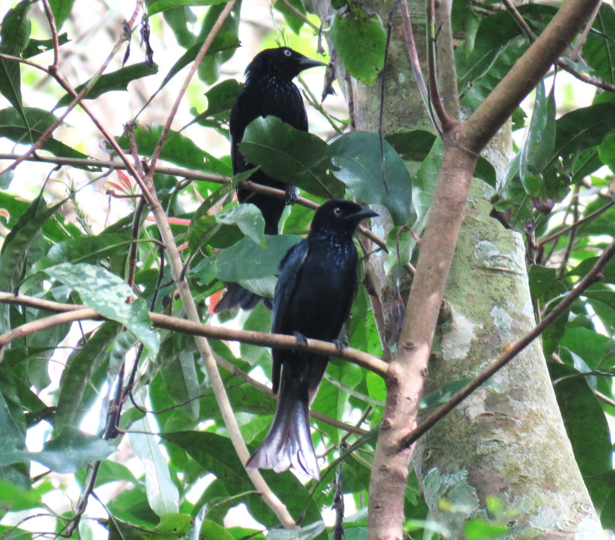 Hair-crested Drongo (White-eyed) - ML645091136