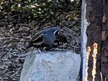 Mountain Quail - ML645091138
