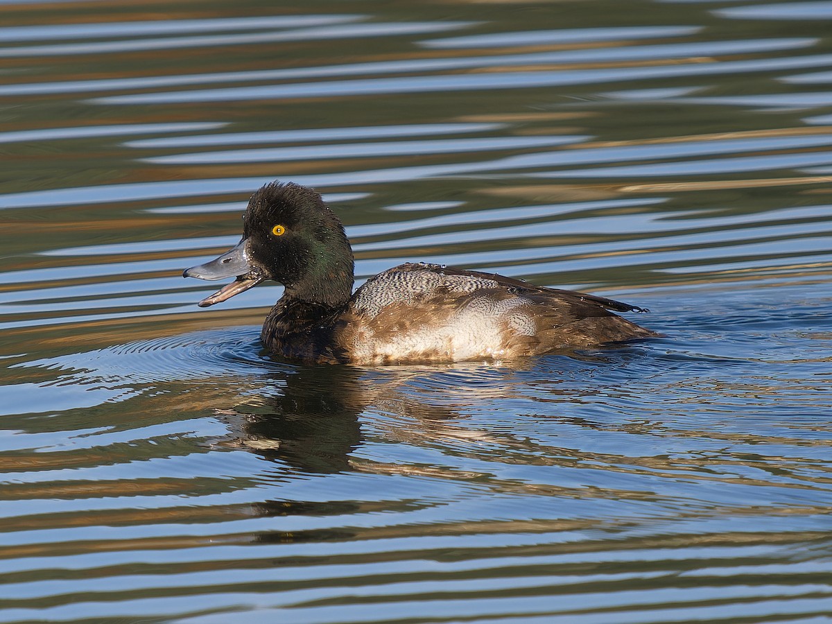 コスズガモ - ML645091145