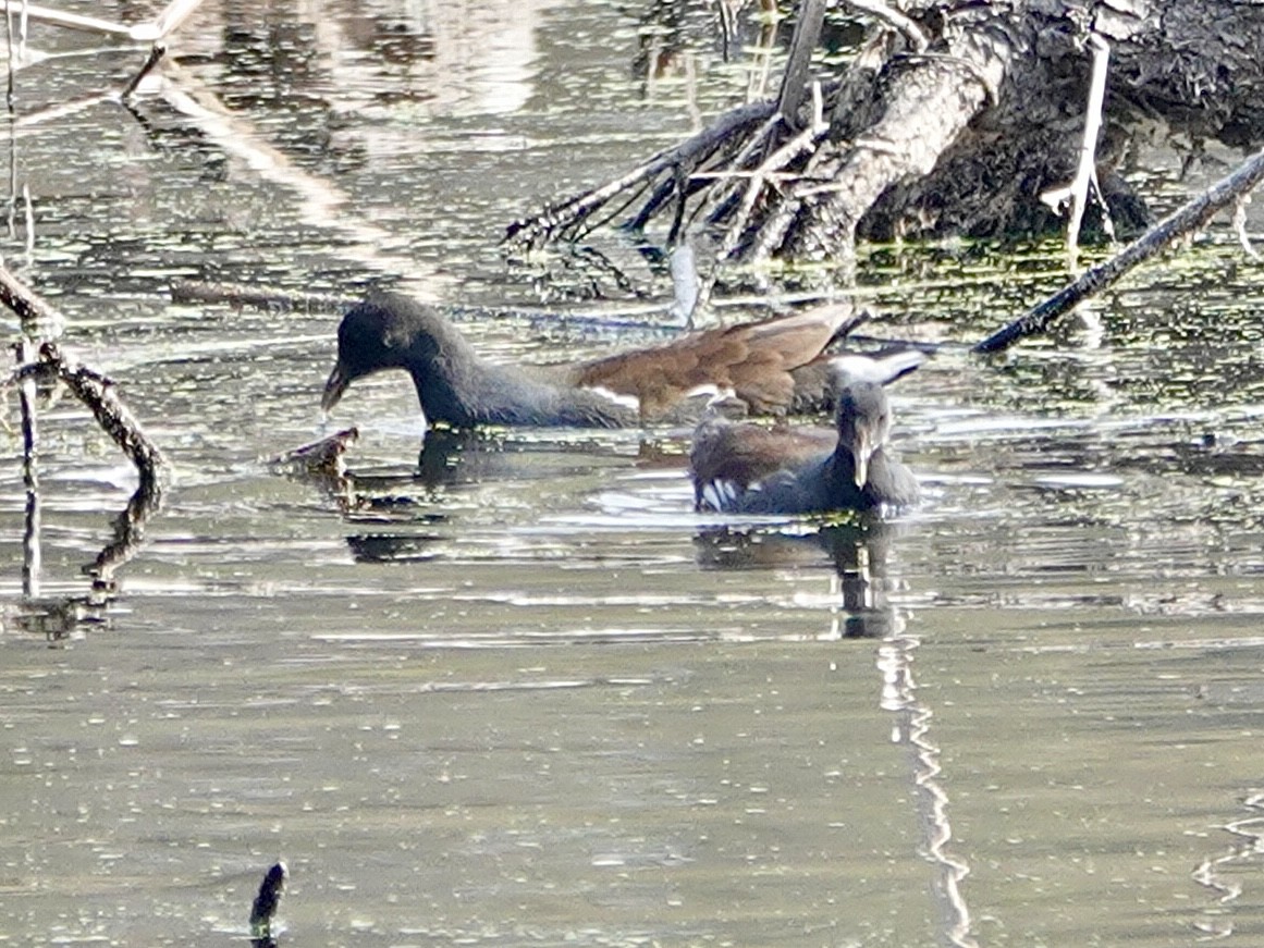 Amerika Sutavuğu - ML645091148