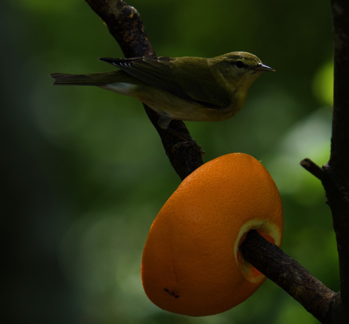 Tennessee Warbler - ML645091182