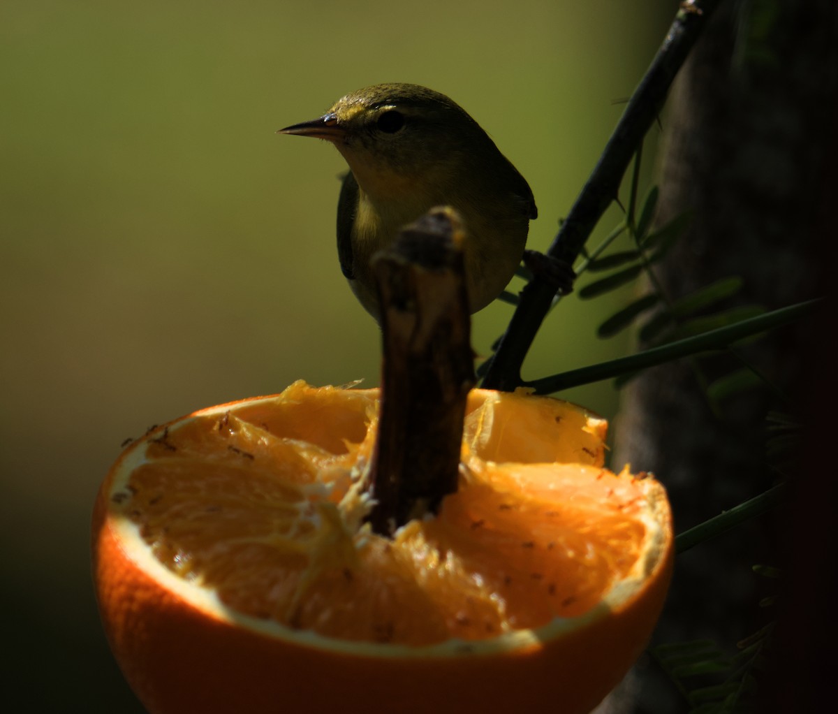 Tennessee Warbler - ML645091183