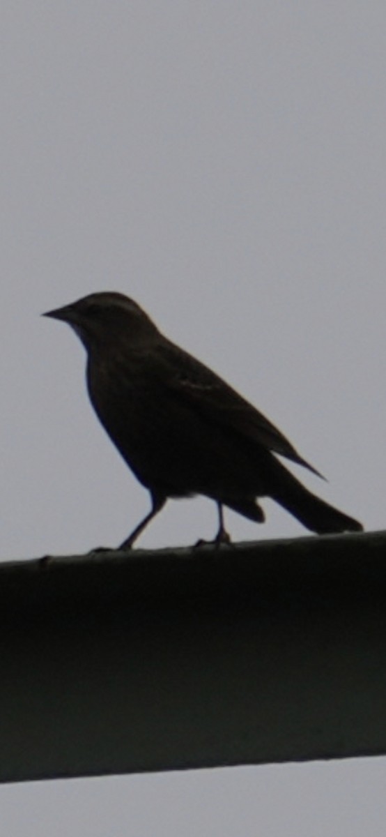 blackbird sp. - ML645091188