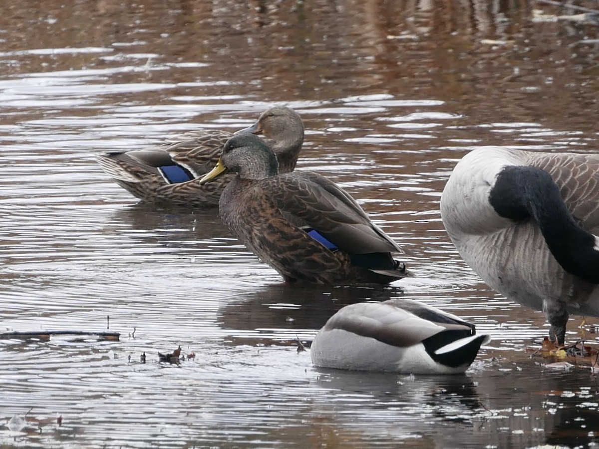 Mallard x American Black Duck (hybrid) - ML645091198
