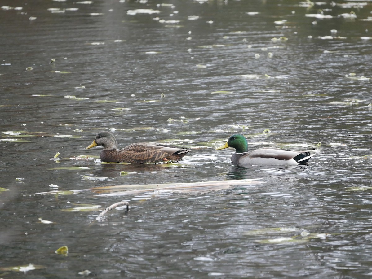 Mallard x American Black Duck (hybrid) - ML645091199