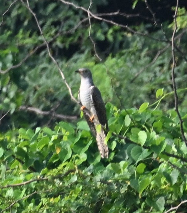 Common Cuckoo - ML645091204