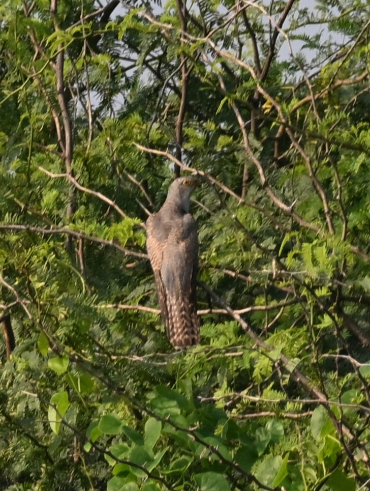 Common Cuckoo - ML645091205