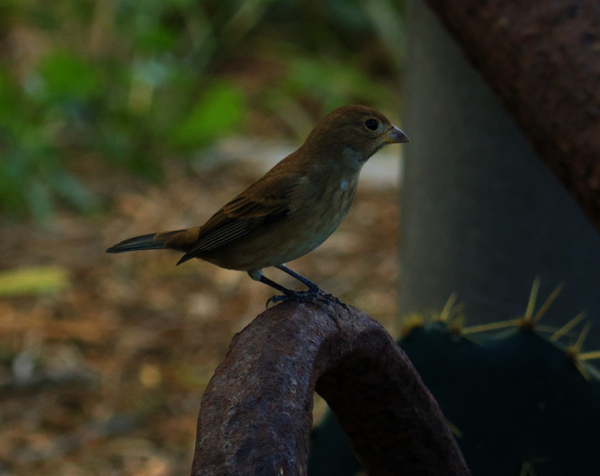 Passerin indigo - ML645091208