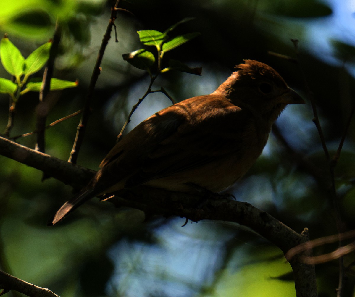 Passerin indigo - ML645091209