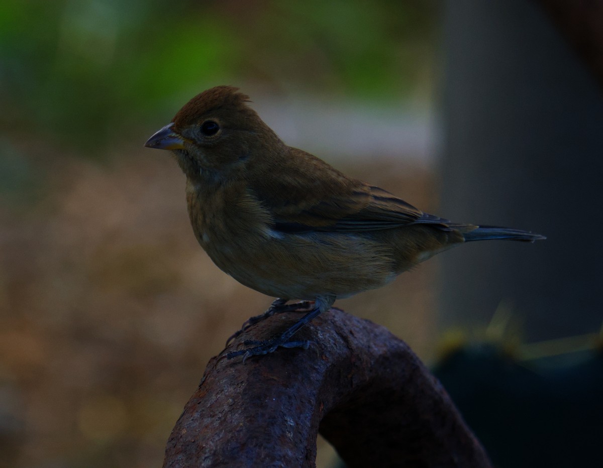 Passerin indigo - ML645091210