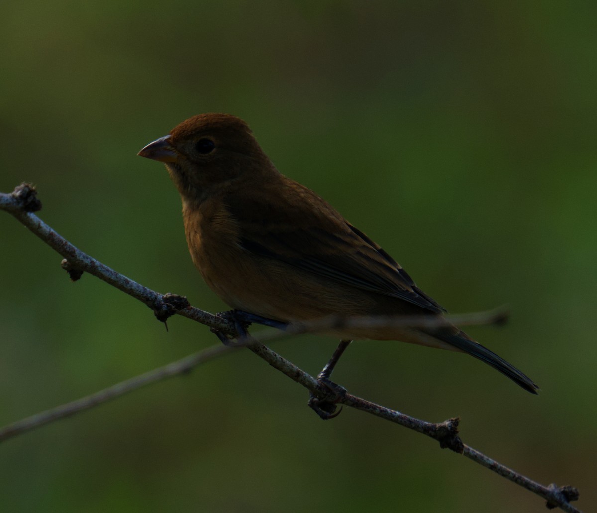 Passerin indigo - ML645091211