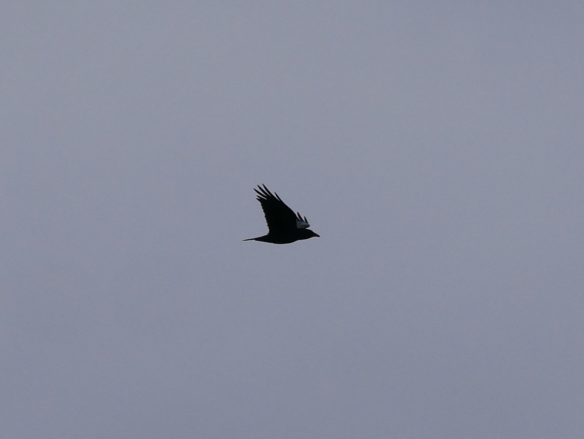 Common Raven - ML645091213