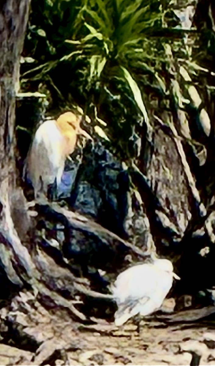 volavka dobytčí - ML645091219