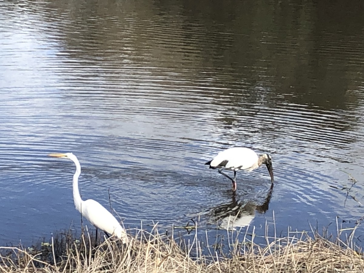 Koartza zuria - ML645091248