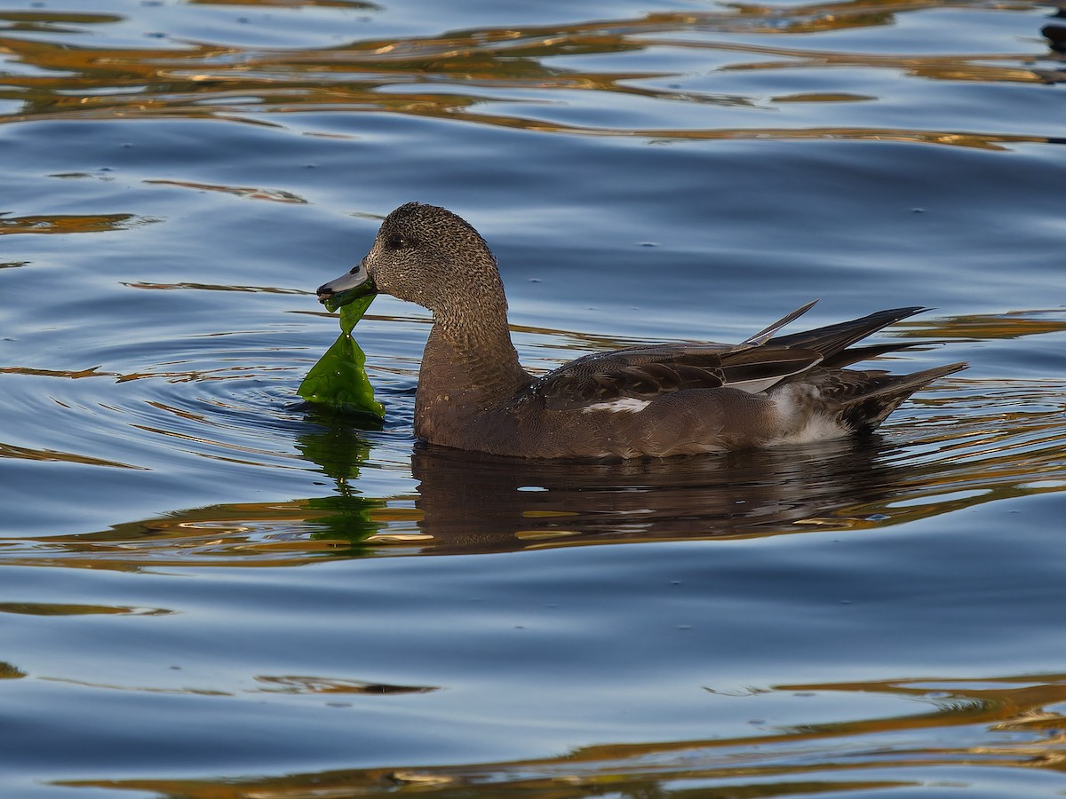 葡萄胸鴨 - ML645091256
