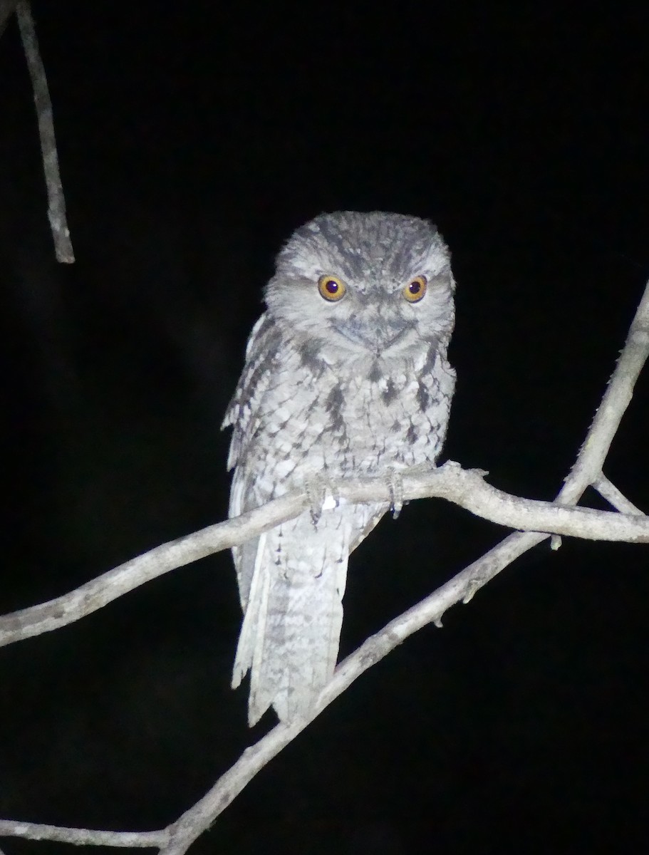 Tawny Frogmouth - ML645091266