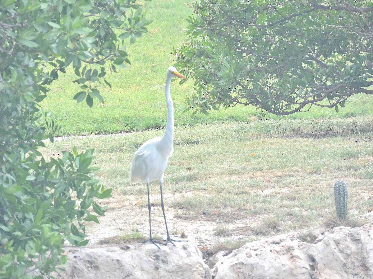 Koartza zuria - ML645091269