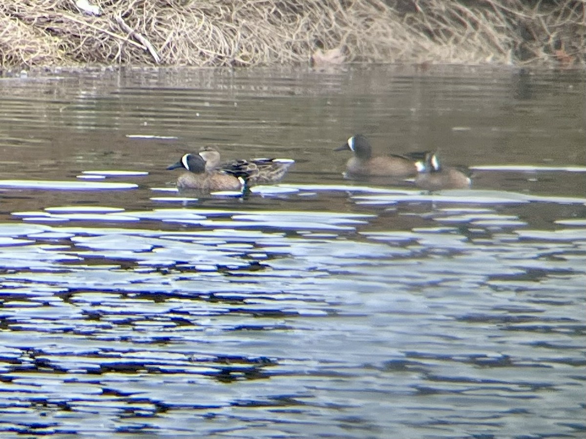 Blue-winged Teal - ML645091290