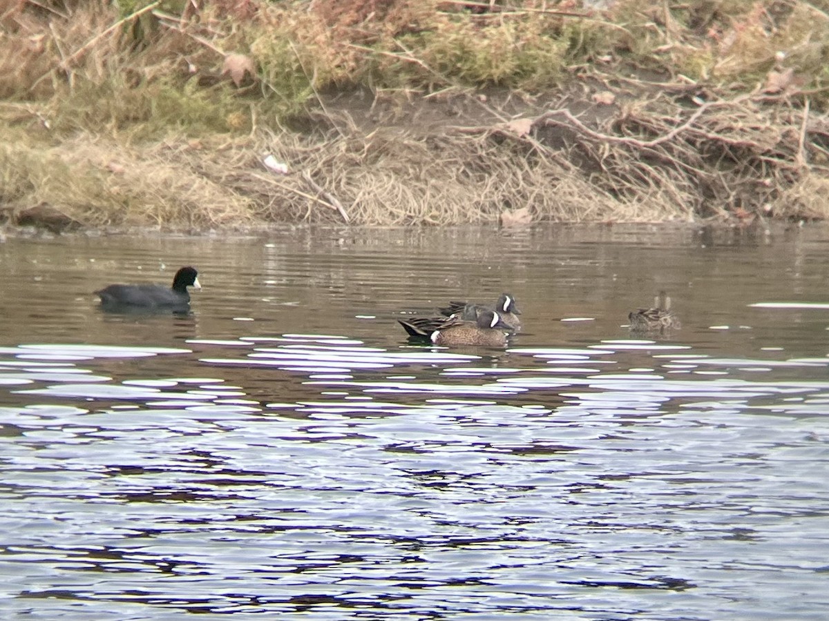 Blue-winged Teal - ML645091291