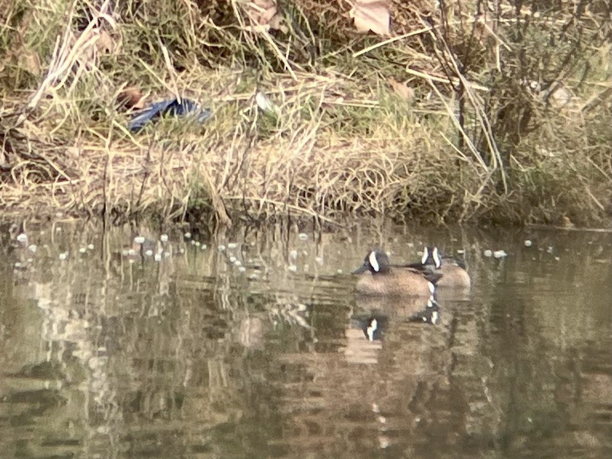 Blue-winged Teal - ML645091292