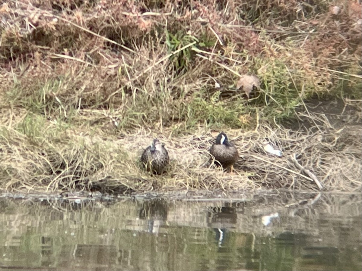 Blue-winged Teal - ML645091293