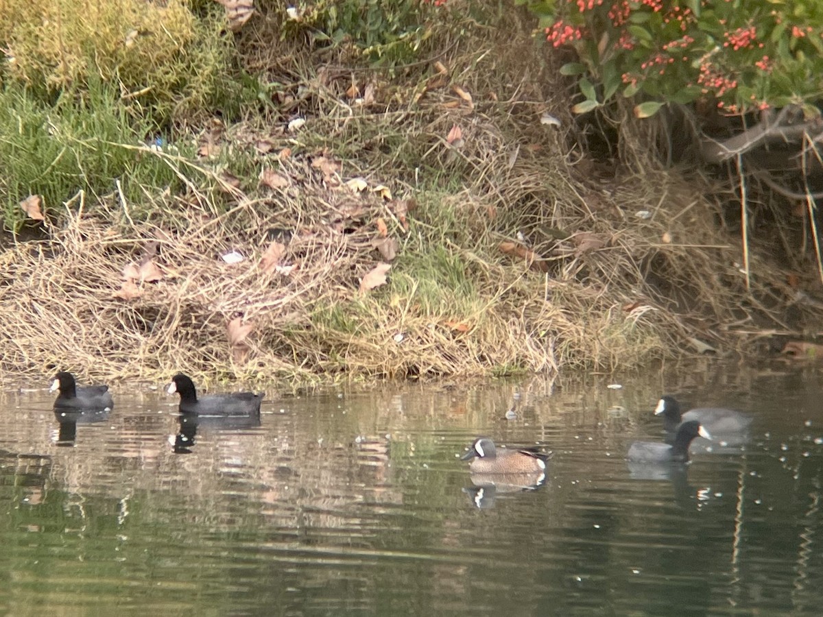 Blue-winged Teal - ML645091294