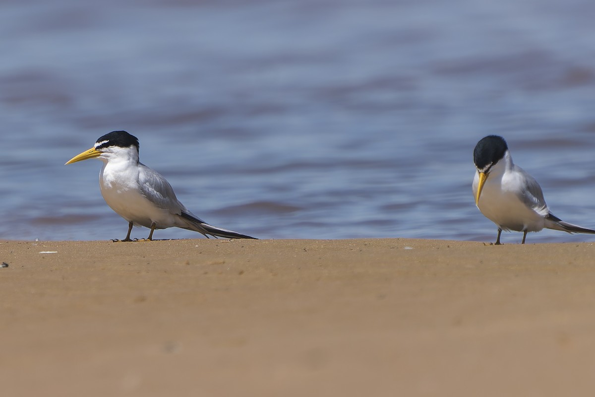 Yellow-billed Tern - ML645091296